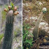 Lagenosocereus luetzelburgii AH624 Brazil ©Andreas Hofacker.jpg